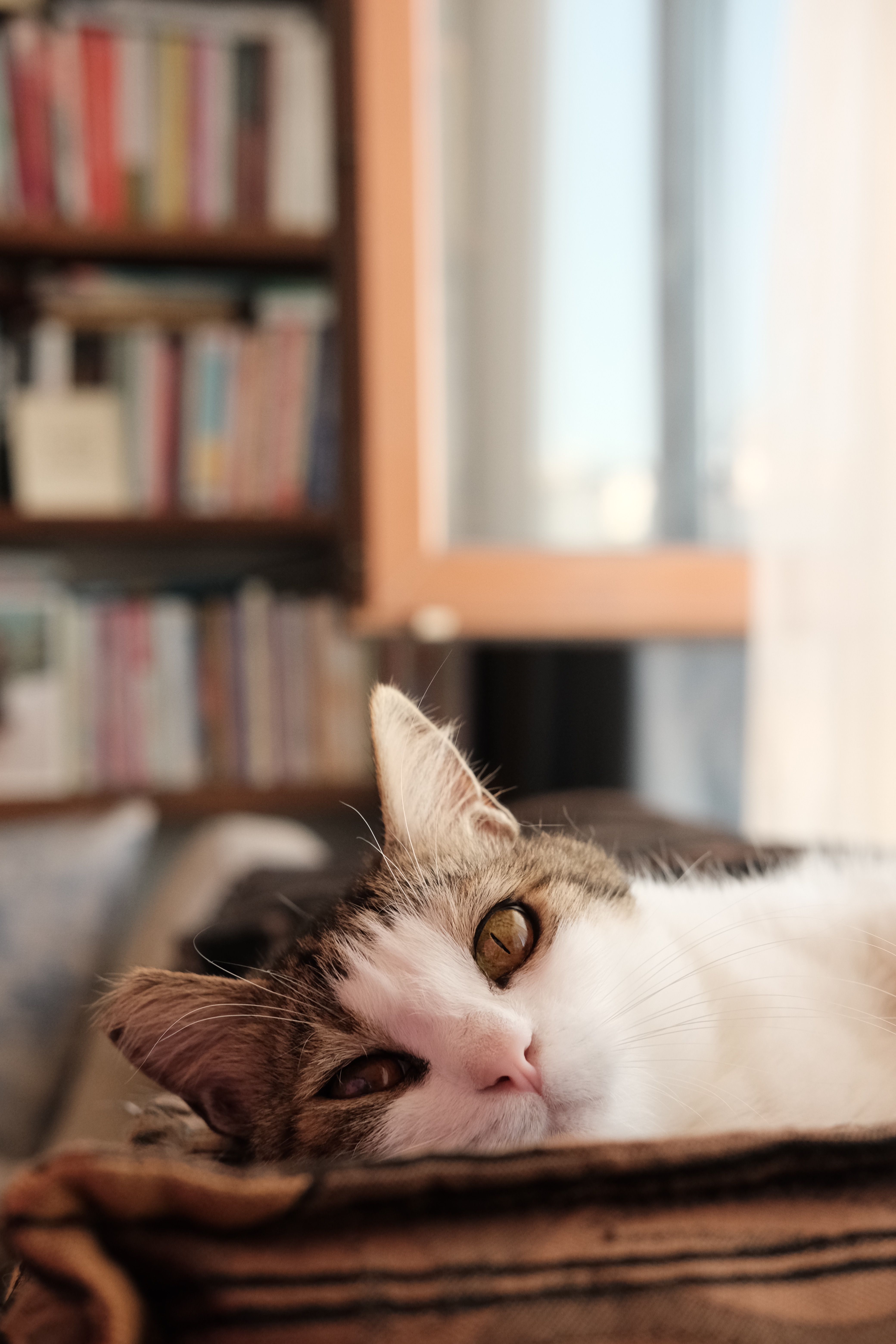 Close-up of a relaxed cat lying on a pillow in a cozy indoor setting, surrounded by bookshelves.