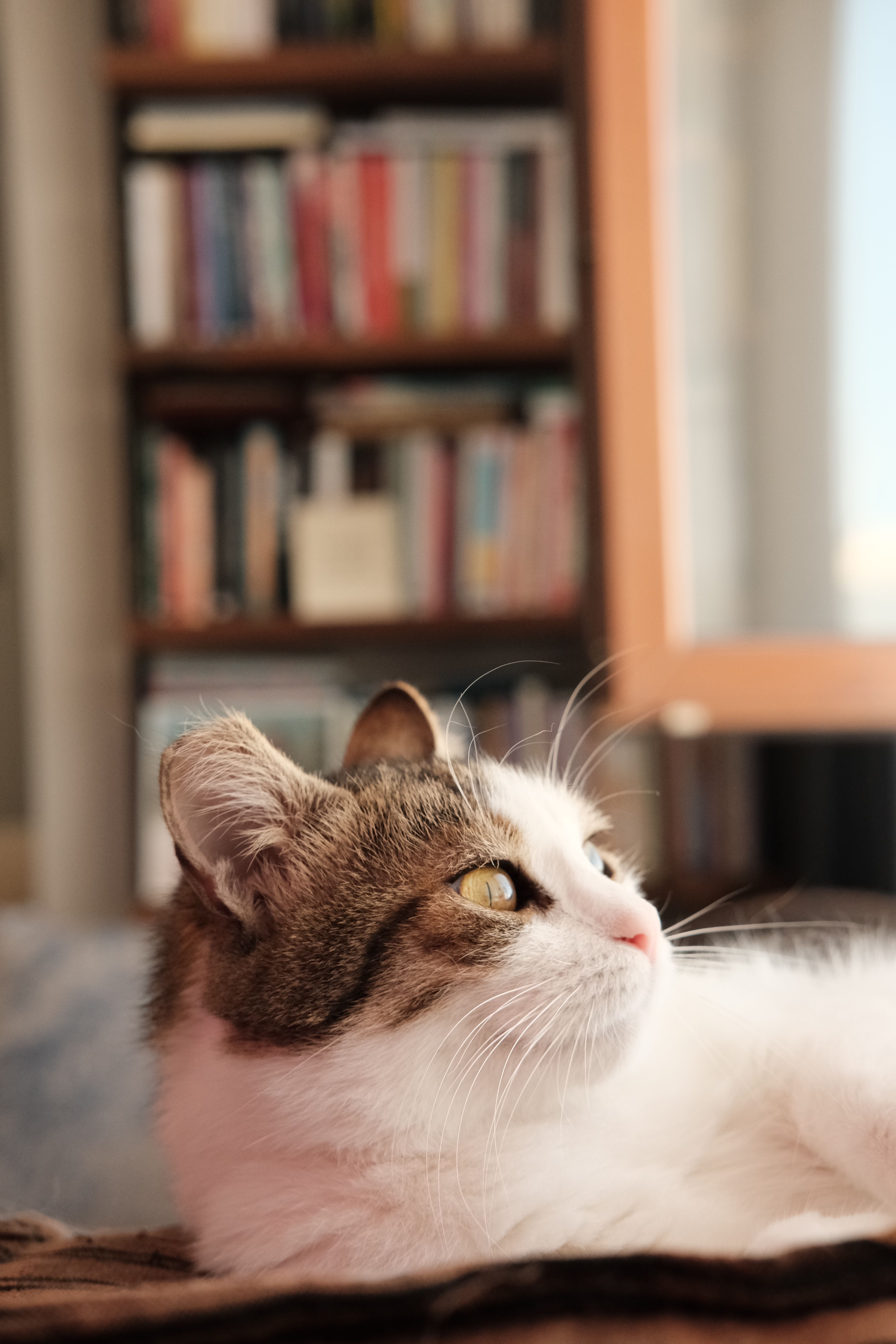 A serene tabby cat lying down with a blurred bookshelf background, indoors.