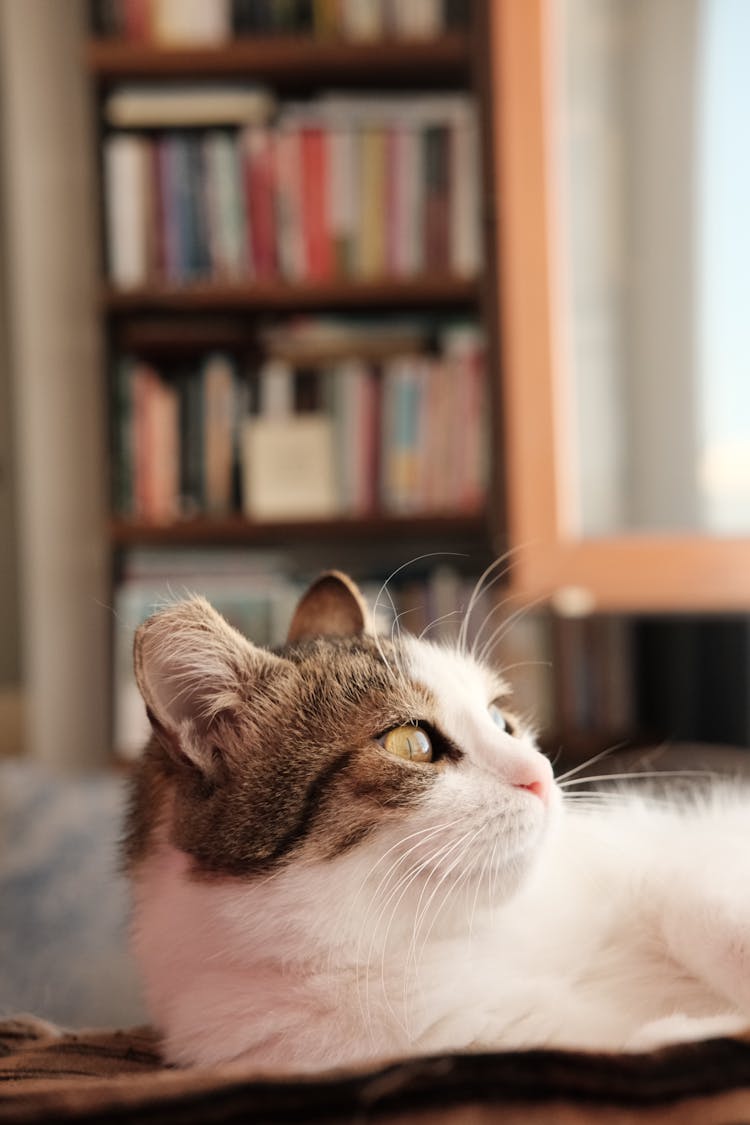 Close Up Of Cat Lying Down