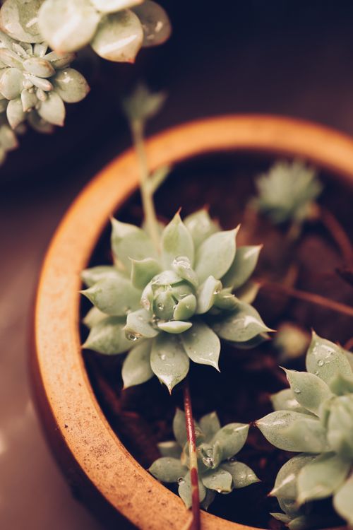 Free A detailed view of a potted Echeveria elegans succulent plant with water droplets. Stock Photo