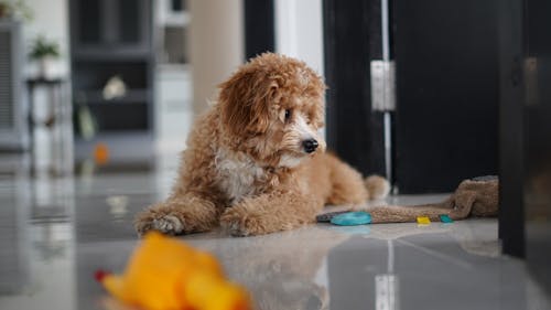 Dog Lying Down on Floor