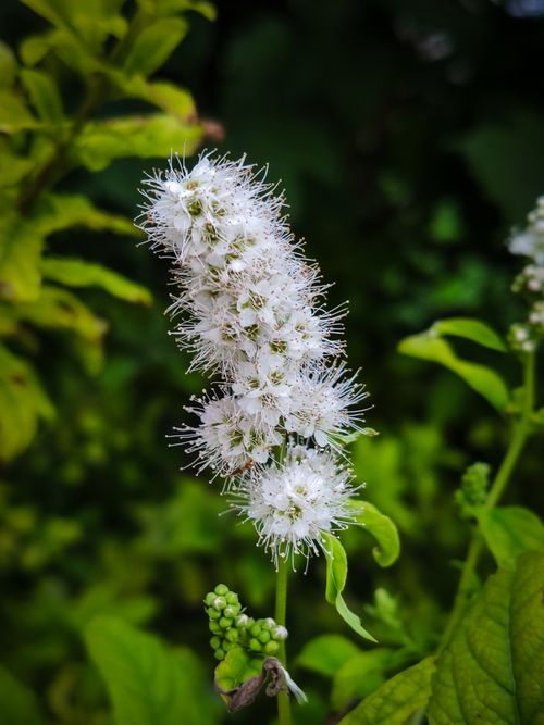 Free stock photo of biology, bloom, blooming Stock Photo