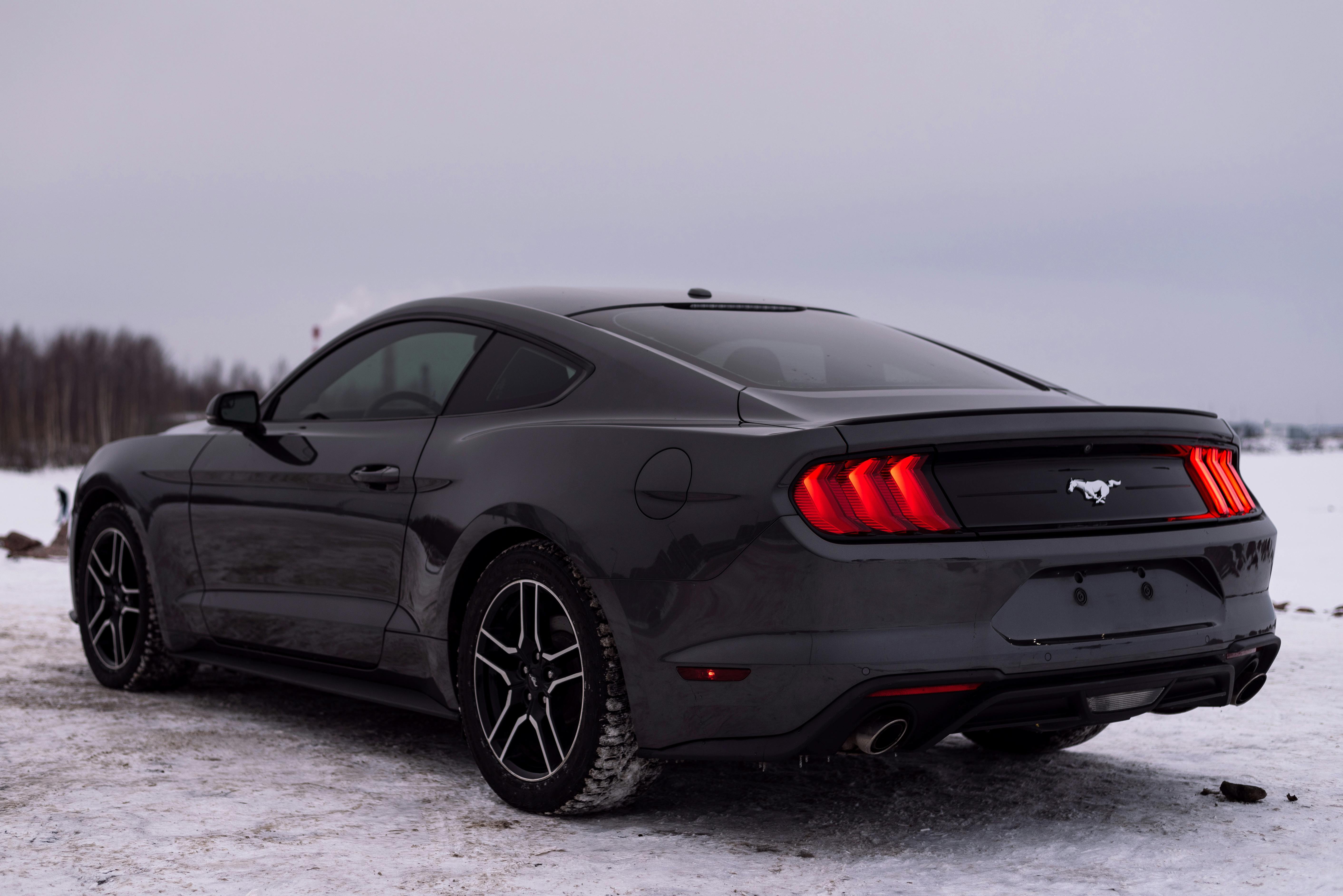 Black Mustang on a Snow · Free Stock Photo