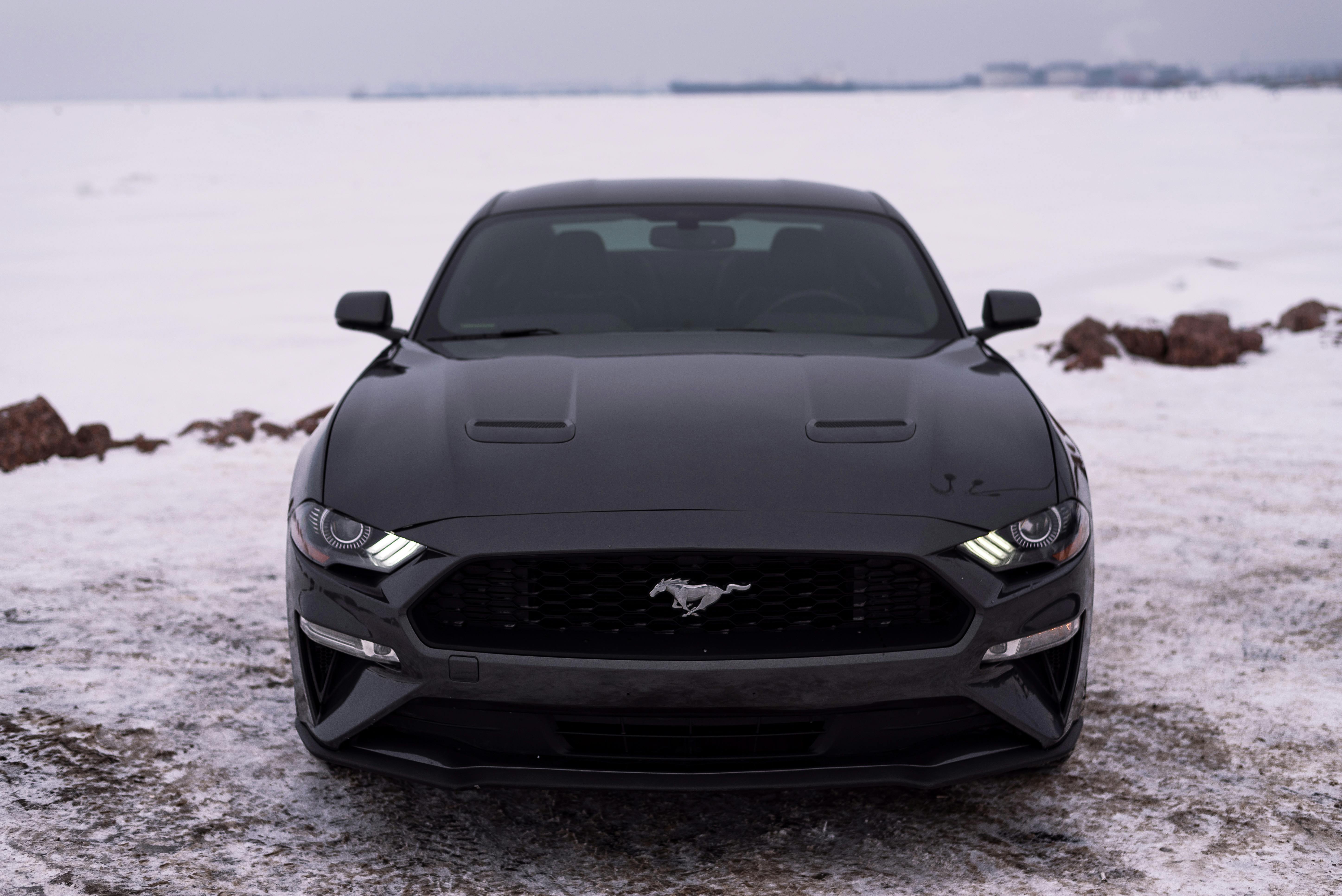 Black Mustang on a Snow · Free Stock Photo