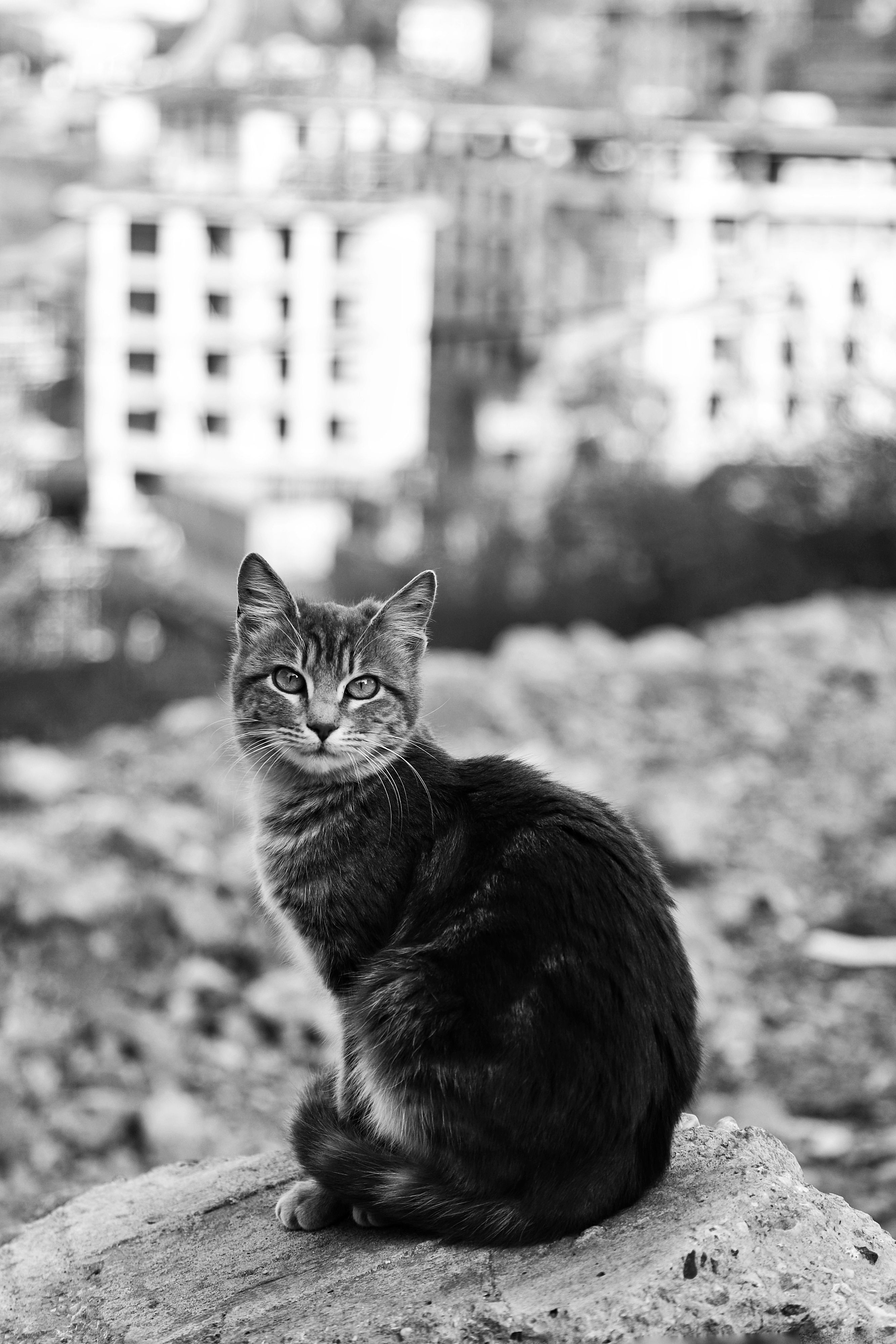 Little Cat on a Stone in Black and White · Free Stock Photo