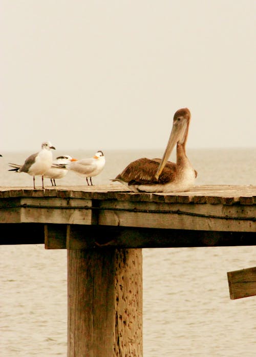 Seagulls on a Pier