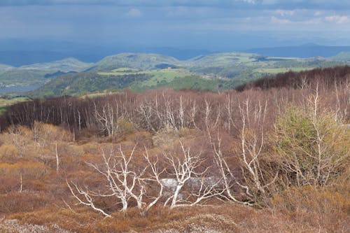 Immagine gratuita di alberi, betulle, colline