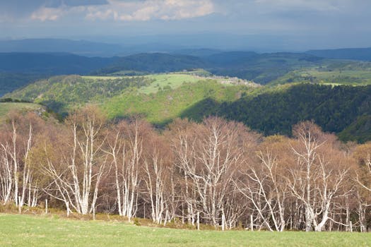 Beautiful landscape view of Mont-Dore, France with birches and rolling hills.