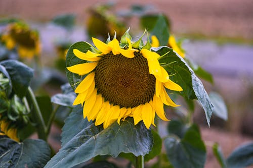 Foto stok gratis alam, bunga, bunga matahari