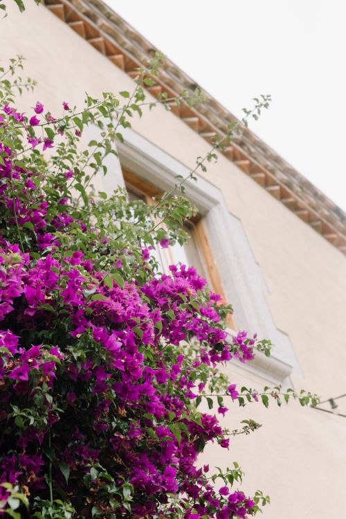Free A lush bougainvillea bush blossoms against a stucco wall with a window. Stock Photo