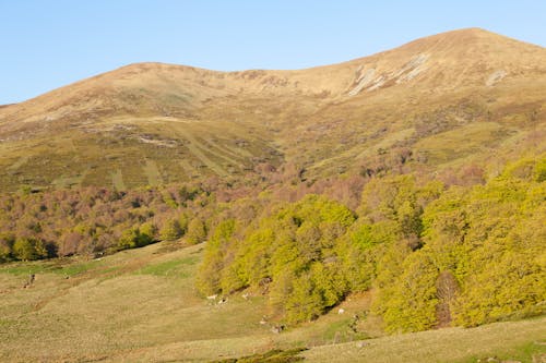 Darmowe zdjęcie z galerii z drzewa, las, natura