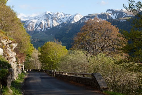 Road in Forest with Mountains behind