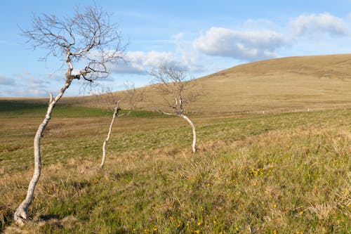 丘, 木, 田舎の無料の写真素材