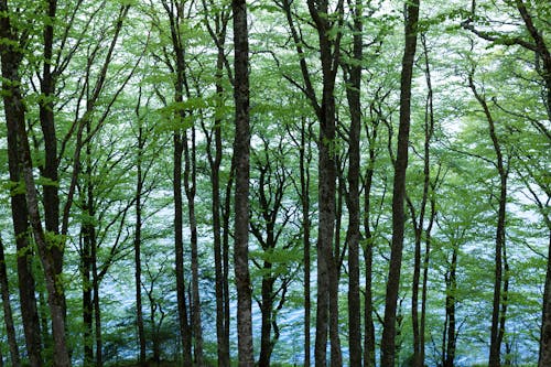 Безкоштовне стокове фото на тему «весна, дерева, зелене листя»