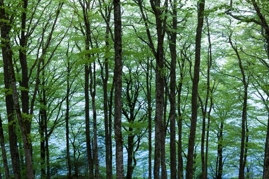 Captivating view of vibrant green foliage in a spring forest in Mont-Dore, France, offering a serene atmosphere.