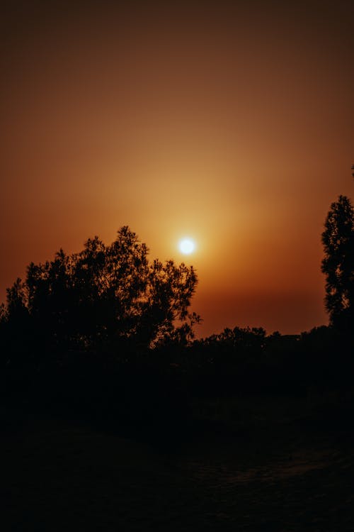 คลังภาพถ่ายฟรี ของ ซิลูเอตต์, ดวงอาทิตย์, ต้นไม้