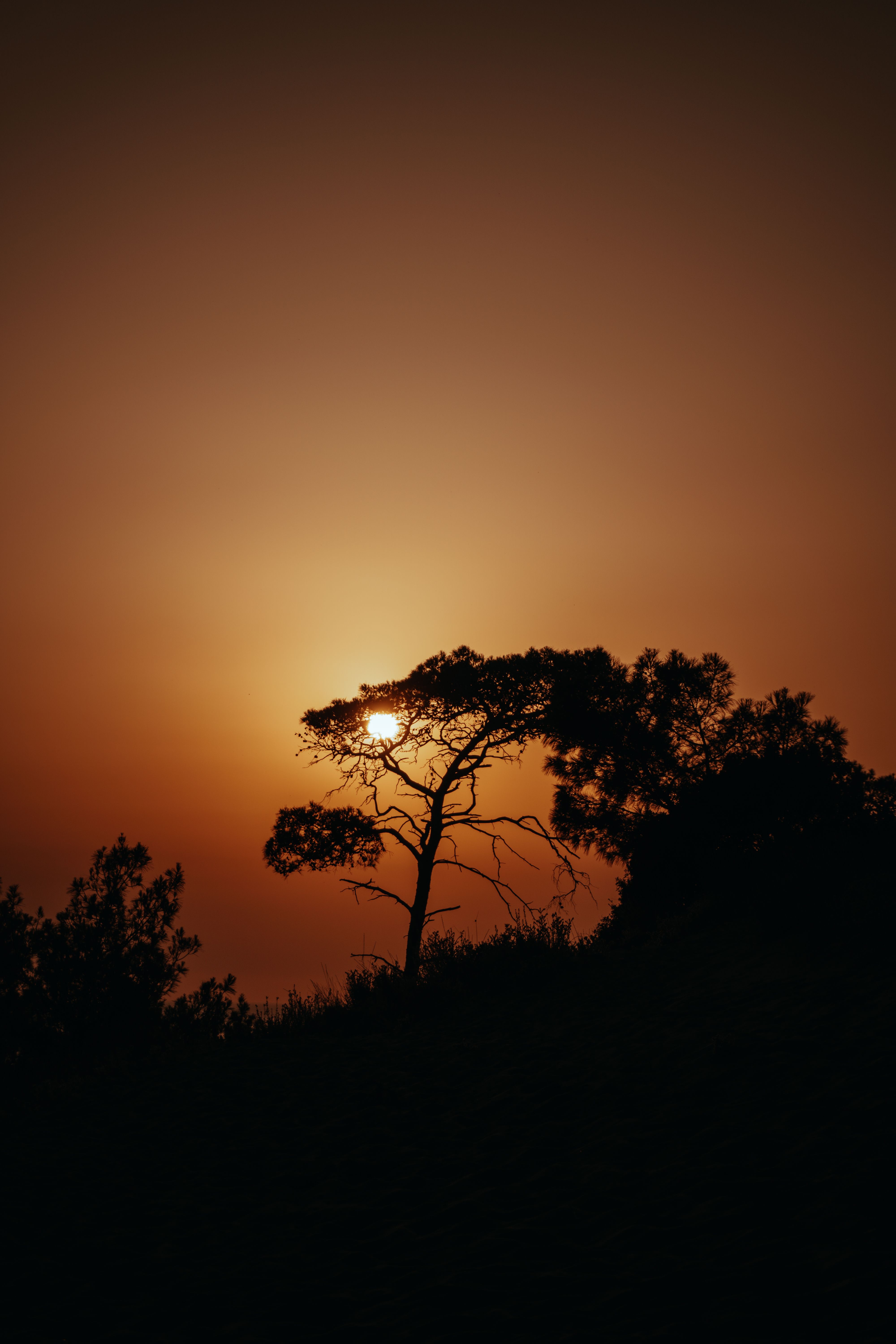 Silhouette of a Tree During Sunset · Free Stock Photo