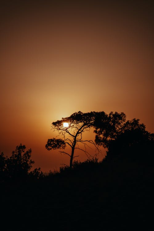 Silhouette of a Tree During Sunset