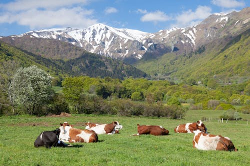 Catte on Pasture in Mountains