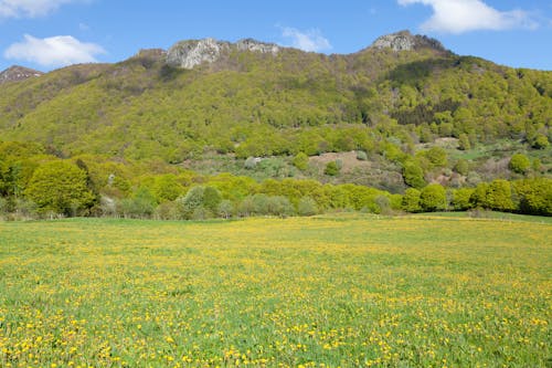 Meadow in Mountains