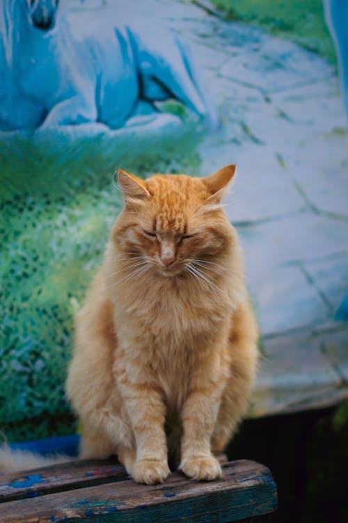 Picture of an Orange Cat Sitting on a Bench 