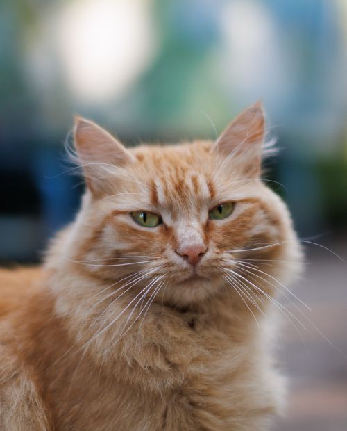 Free A detailed portrait of a fluffy orange cat with striking green eyes and a neutral background. Stock Photo
