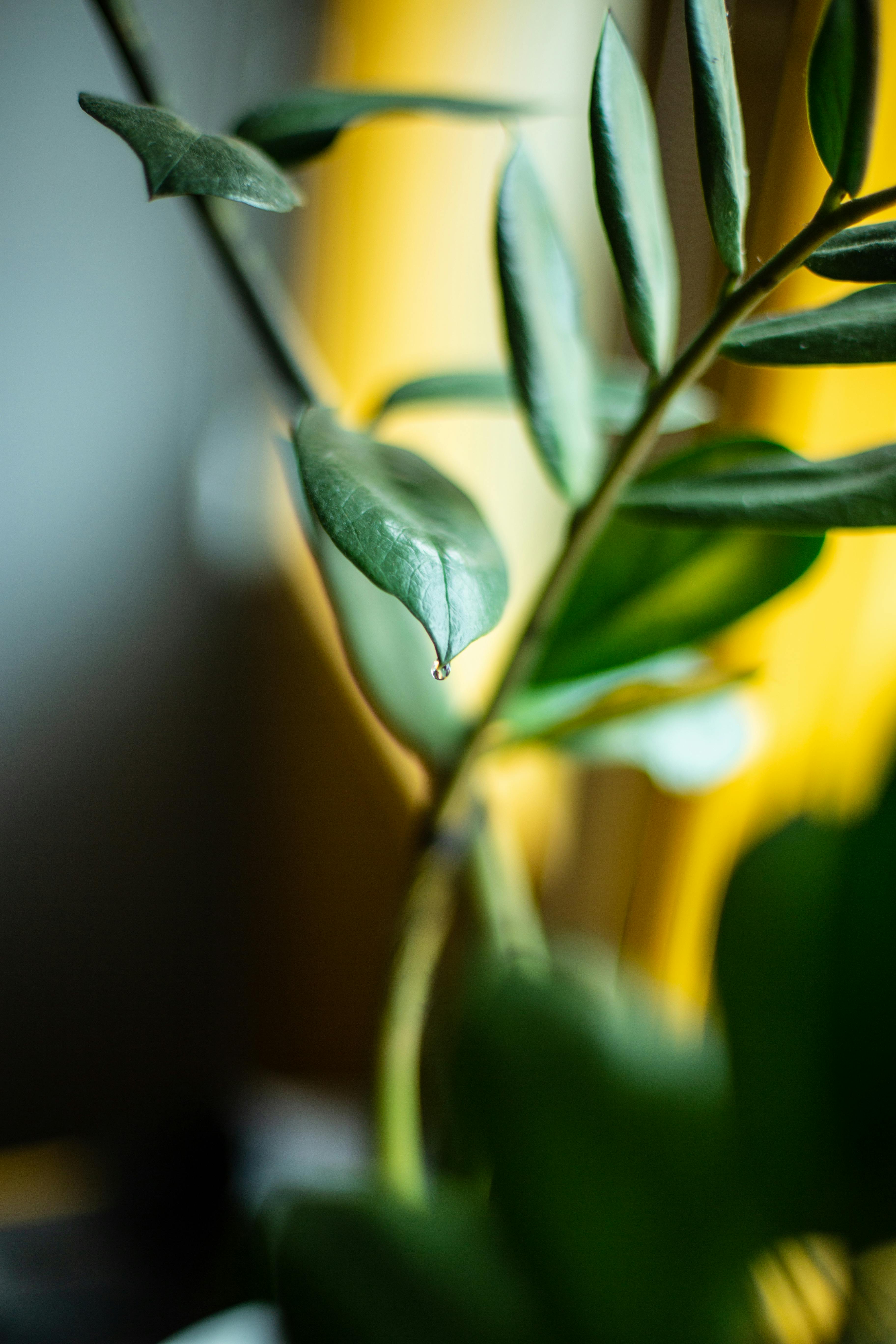 Detailed macro shot of green leaf with water droplet, soft background focus.