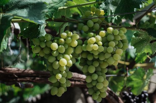 Free Detailed view of green grapes hanging on a vine with lush leaves, highlighting nature's bounty. Stock Photo
