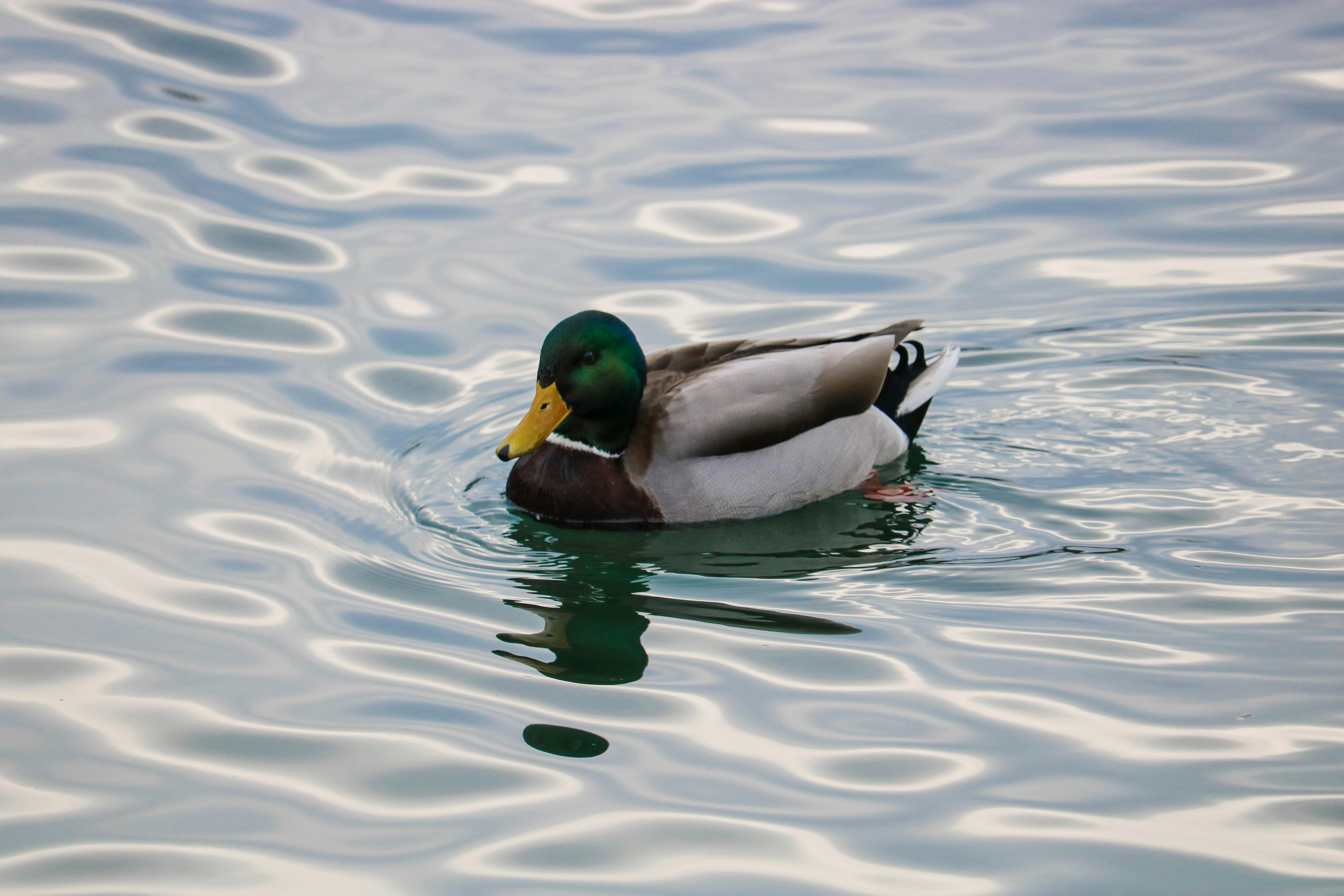 Free stock photo of duck, pond, water