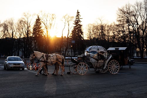 Horses Pulling a Cab on the Street in City 