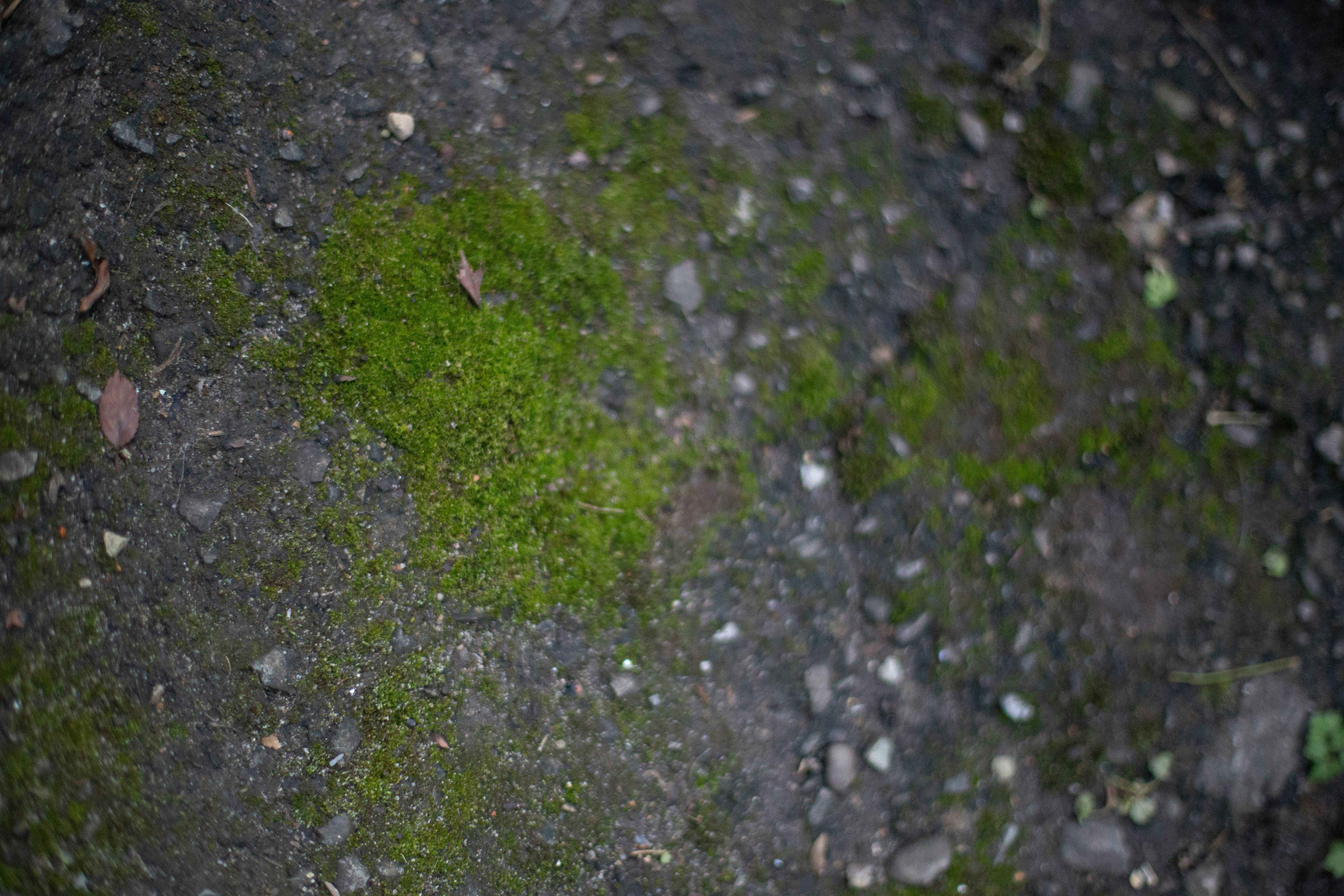 Free stock photo of background, ground, moss