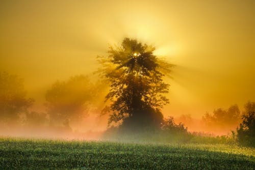 Silhouette of a Tree in a Field at Foggy Sunrise