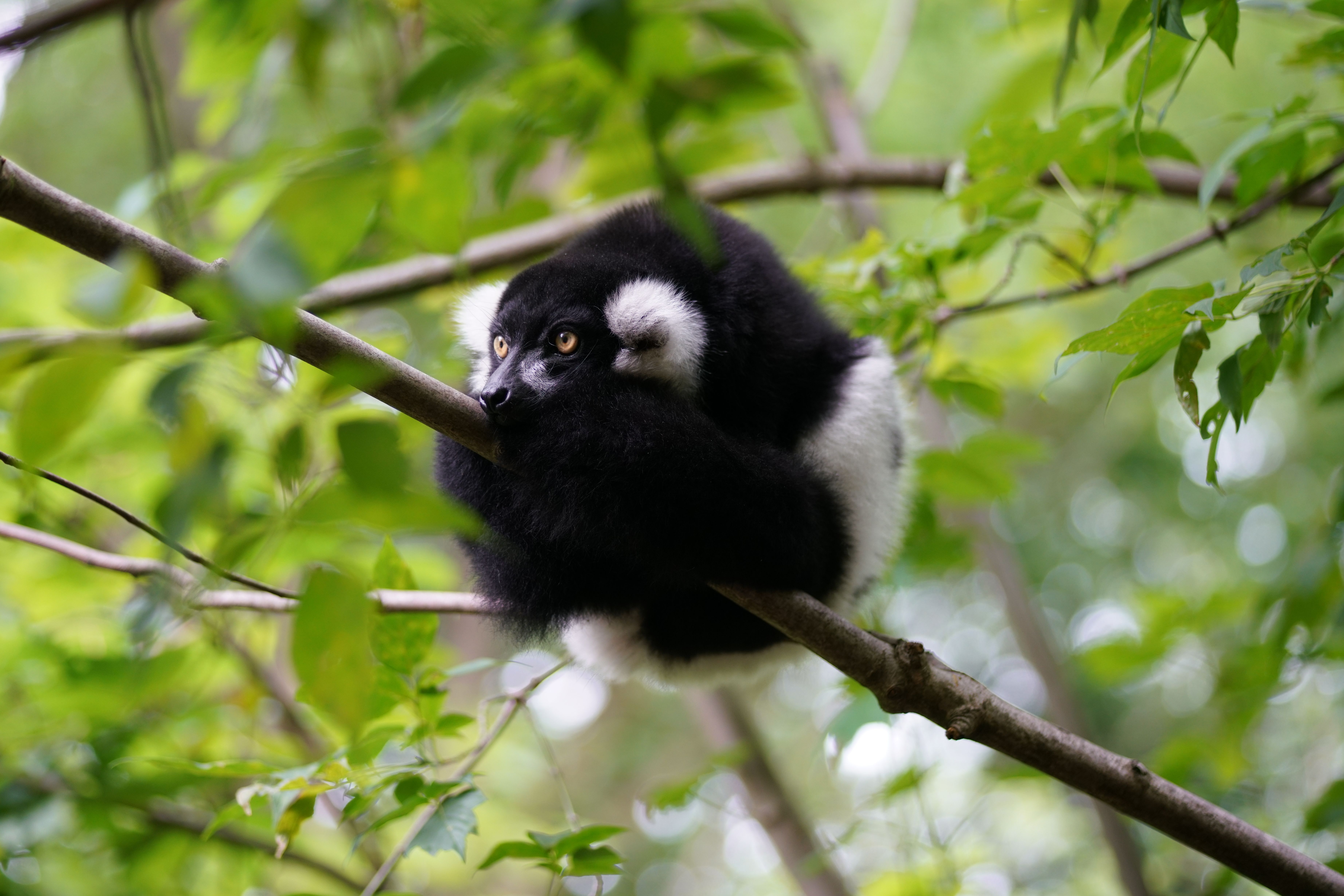 Vibrant close-up of a black and white ruffed lemur lounging on a branch.