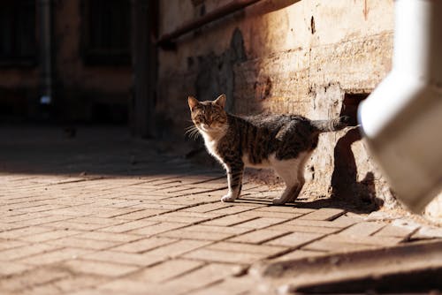 Cat Standing in Sunlight on Paving Sidewalk