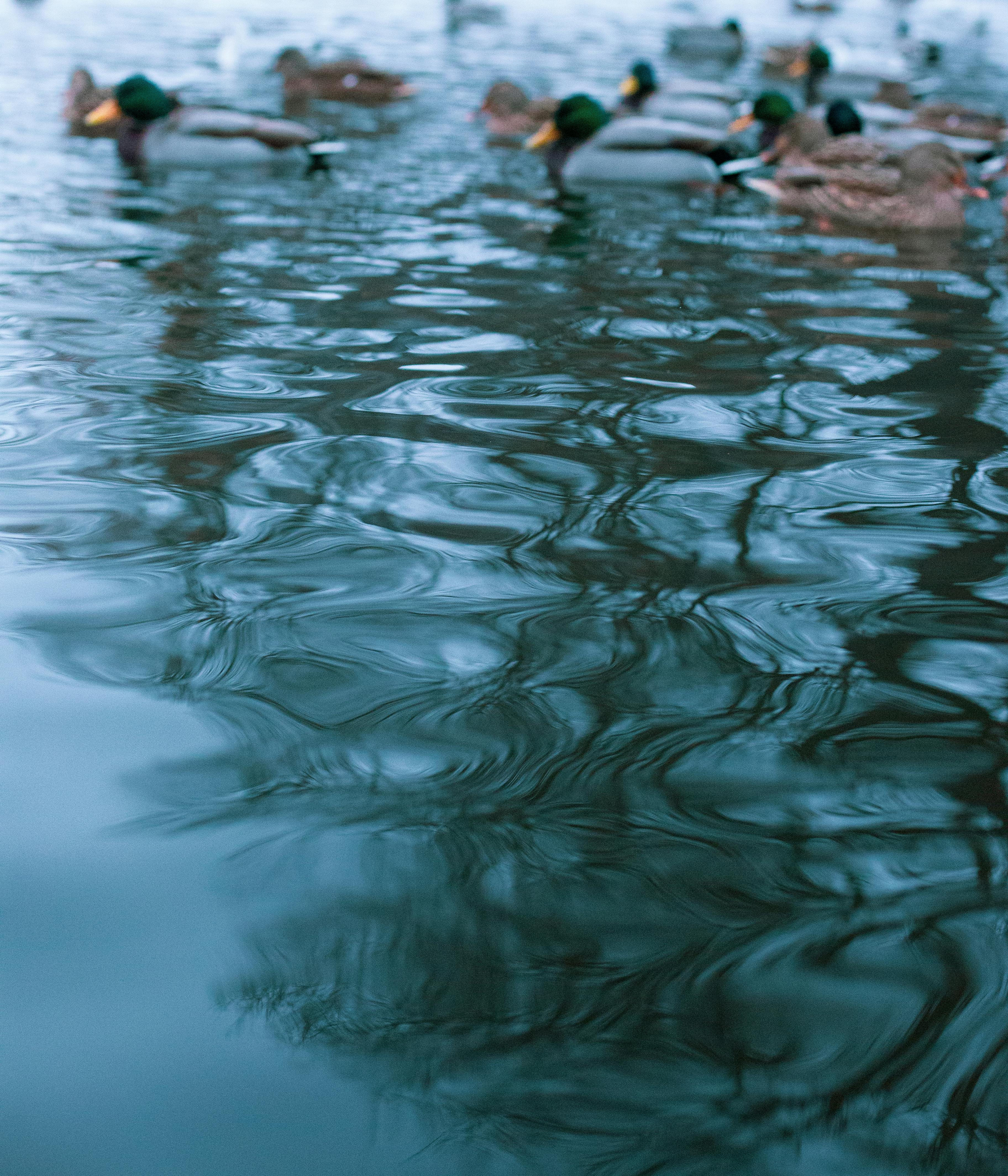 Assortiment de pains français variés sur une table en bois