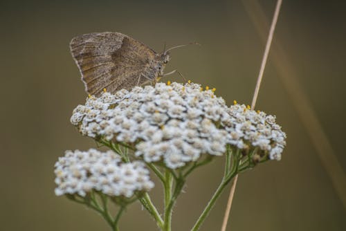 Butterfly Sitting on White Flowers