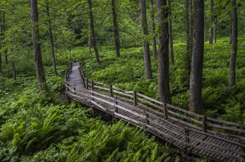 Free Serene wooden footbridge amidst dense green forest vegetation in Borçka, Artvin, Türkiye. Stock Photo
