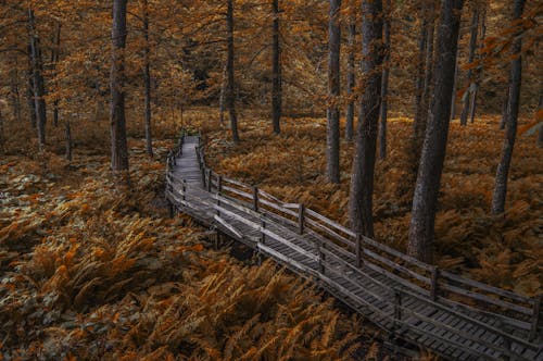 Wooden Footbridge in Autumn Forest