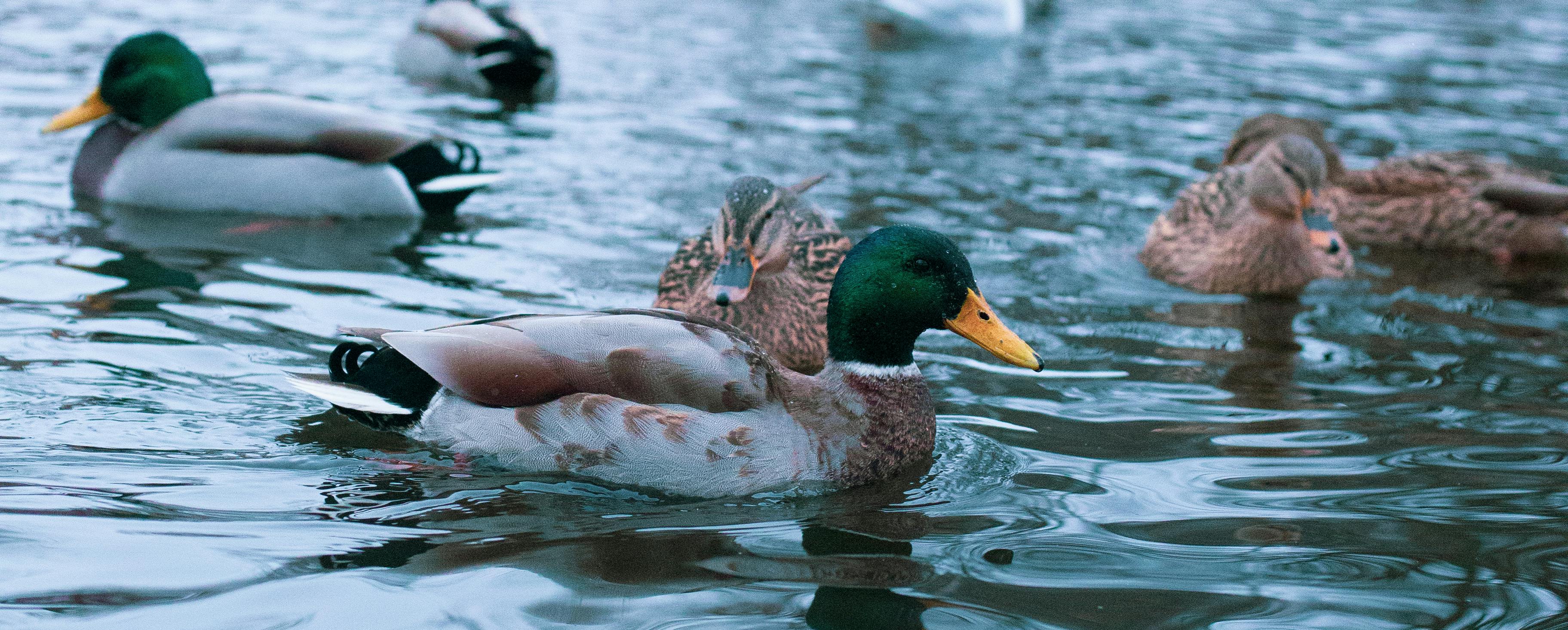 Free stock photo of duck, lake, water