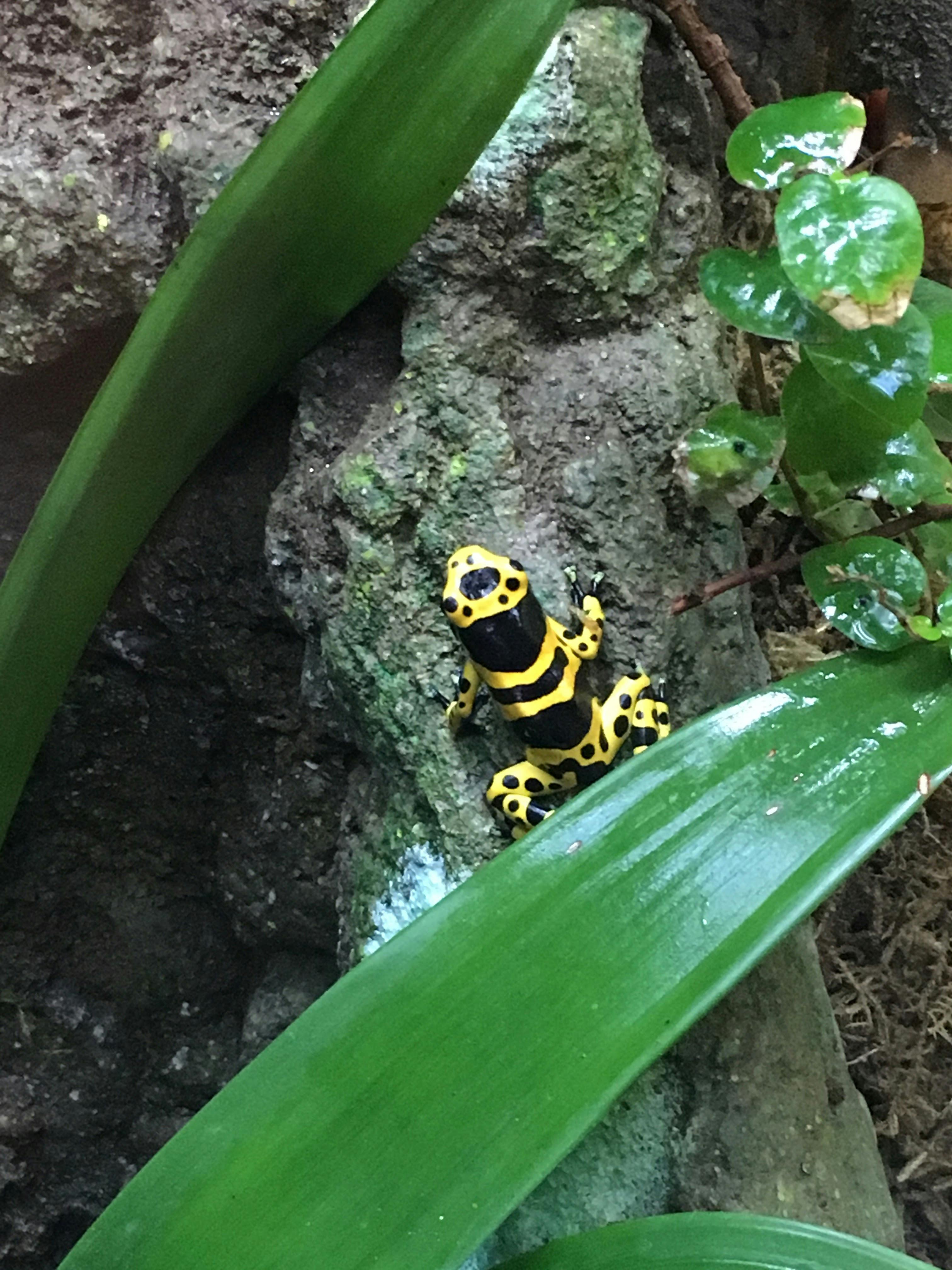 カエル 森林 黄色いカエルの無料の写真素材