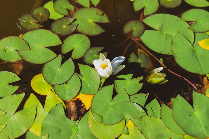 White water lily on a sunlit pond