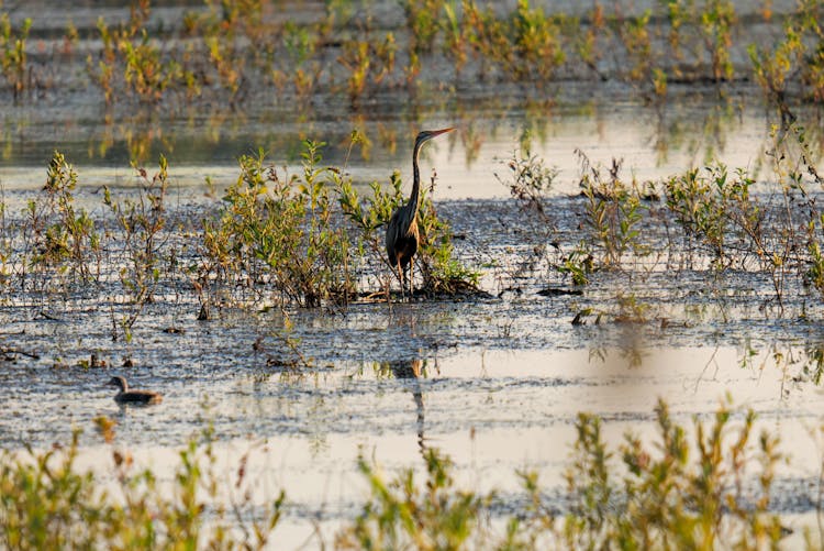 Crane Bird On Swamp