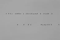 Birds on Power Lines in Black and White