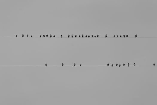 A group of birds perched on two parallel power lines in a minimalist black and white composition.