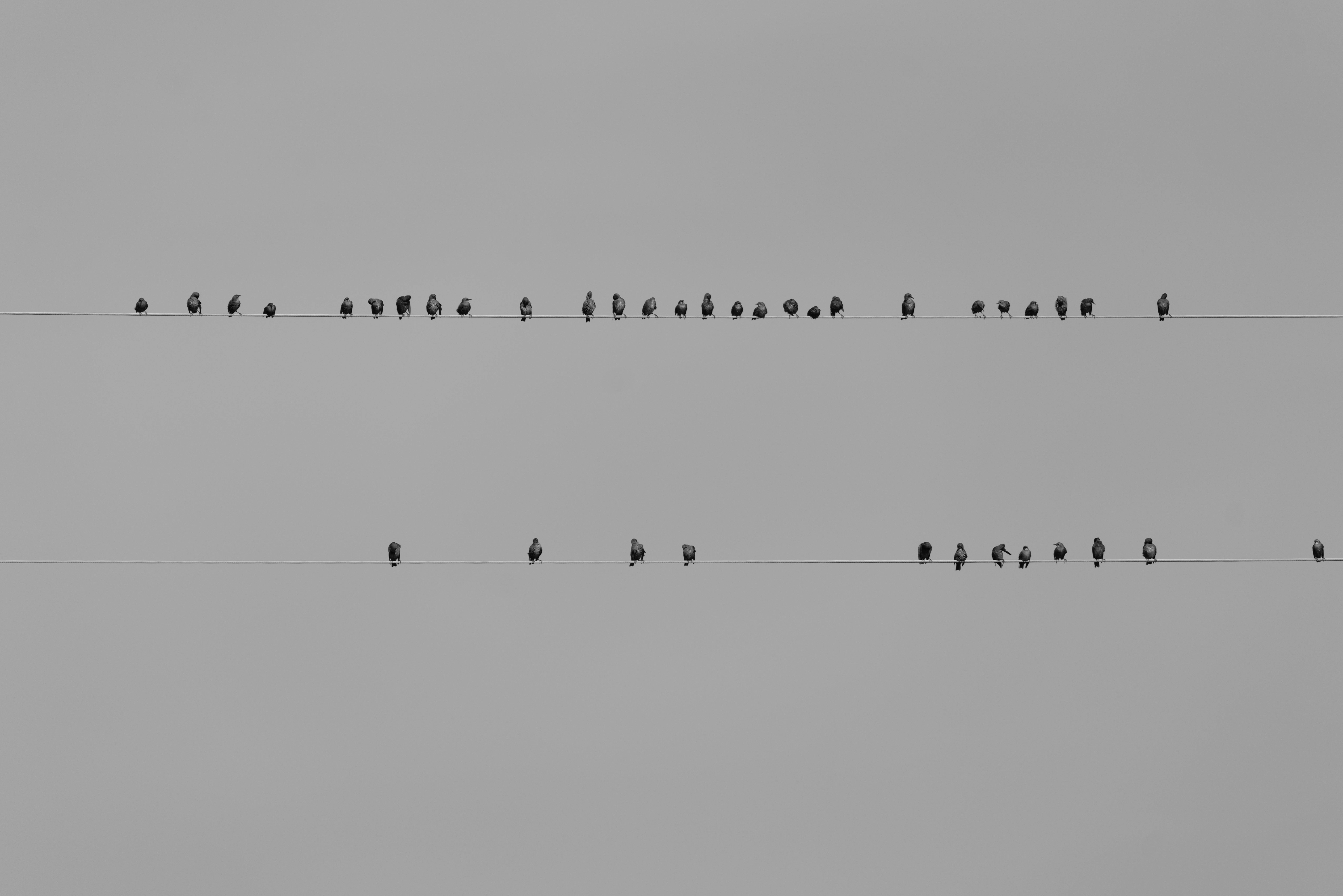 Free A group of birds perched on two parallel power lines in a minimalist black and white composition. Stock Photo