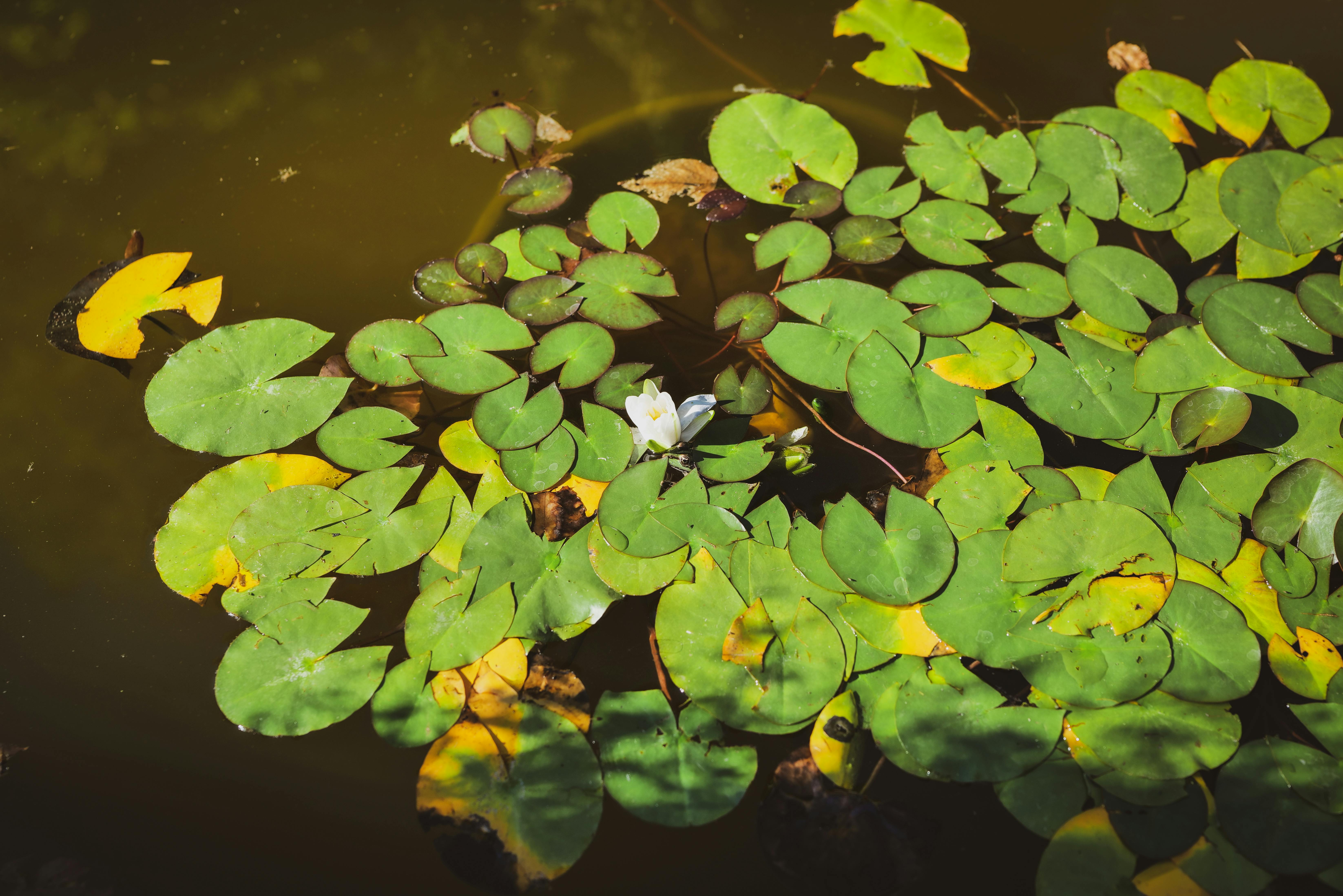 A sunlit pond with vibrant green water lilies and a blooming flower, creating a serene nature scene.