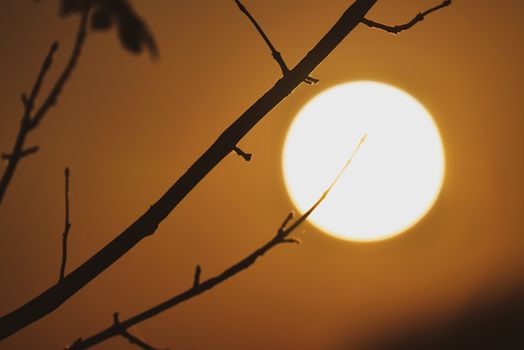 A striking silhouette of bare branches framed against a glowing orange sunset, portraying nature's beauty.