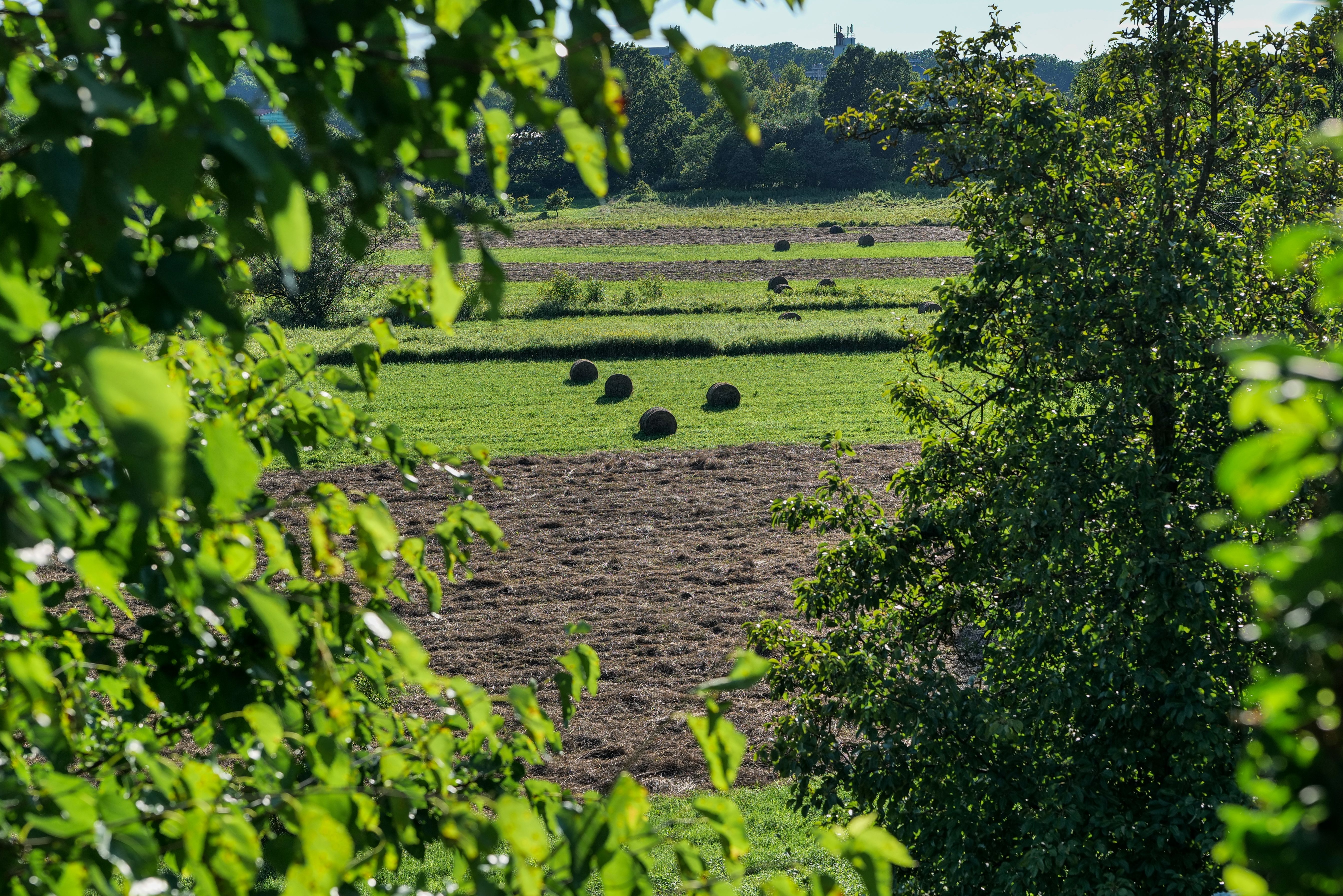 Green, Rural Field behind Trees · Free Stock Photo