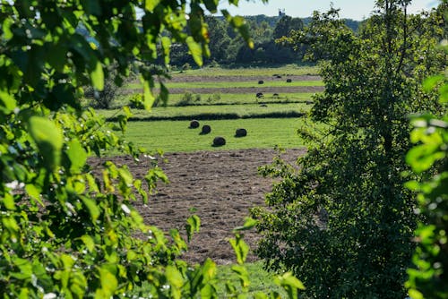 Green, Rural Field behind Trees