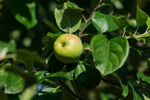 Free A vibrant green apple hanging from a branch, sunlit among lush leaves. Stock Photo
